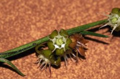 Aspidoglossum biflorum