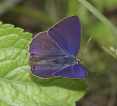 Anthene emolus emolus