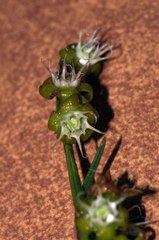 Aspidoglossum biflorum