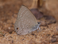 Anthene emolus emolus