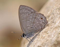 Anthene emolus emolus