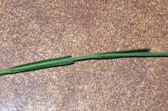 Aspidoglossum biflorum