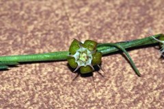 Aspidoglossum biflorum