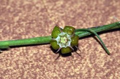Aspidoglossum biflorum