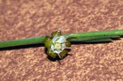 Aspidoglossum biflorum