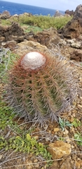 Melocactus macracanthos