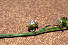 Aspidoglossum biflorum
