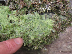 Botryolepraria lesdainii