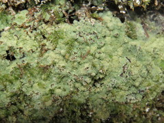 Botryolepraria lesdainii