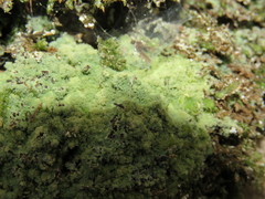 Botryolepraria lesdainii