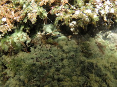 Botryolepraria lesdainii
