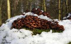 Mycena tintinnabulum