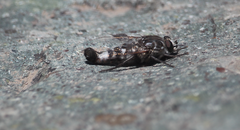 Apiocera philippii