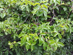 Phyllostylon rhamnoides