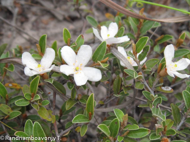 Xerochlamys itremoensis
