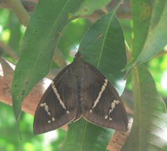 Eupalamides guyanensis