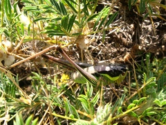 Parapholidoptera noxia