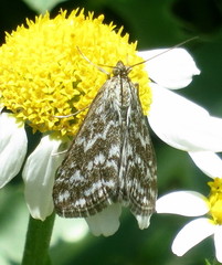 Evergestis frumentalis
