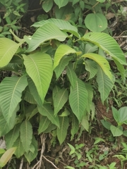 Dendrocnide meyeniana