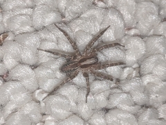 Agelenidae