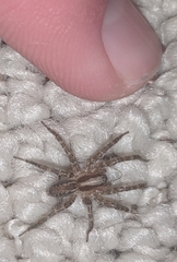 Agelenidae