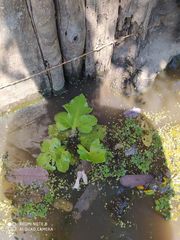 Ceratopteris pteridoides