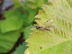 Acrotomus succinctus