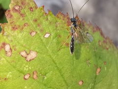 Acrotomus succinctus