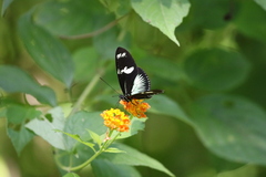 Heliconius doris viridis