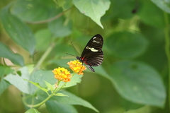 Heliconius doris viridis