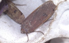 Noctua pronuba