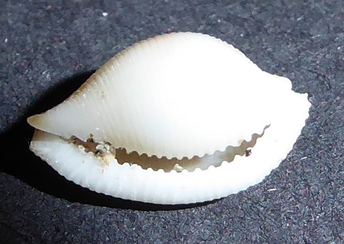 Pseudocypraea adamsonii