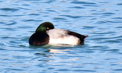 Aythya marila