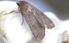 Noctua pronuba