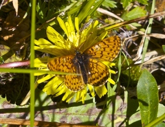 Boloria chariclea