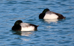 Aythya marila