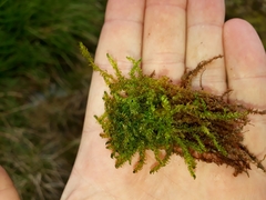 Drepanocladus