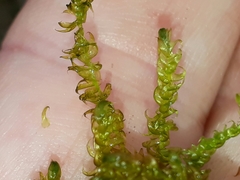 Drepanocladus