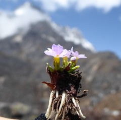 Primula walshii