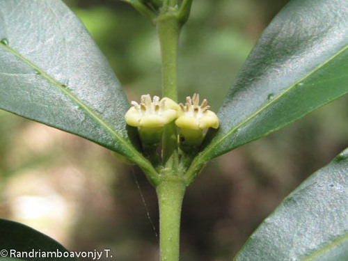 Tricalysia cryptocalyx image