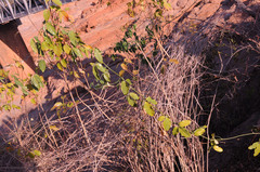 Trochomeriopsis diversifolia image