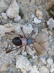Acanthoplus
