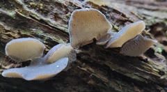 Pseudohydnum orbiculare