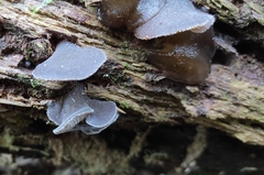 Pseudohydnum orbiculare