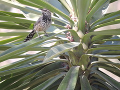 Campylorhynchus brunneicapillus