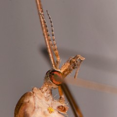 Tipula sayi