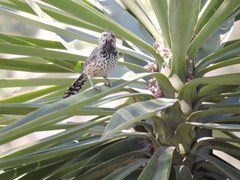 Campylorhynchus brunneicapillus