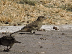 Haemorhous mexicanus