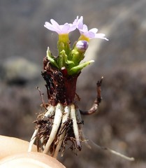 Primula walshii