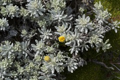 Senecio argyreus